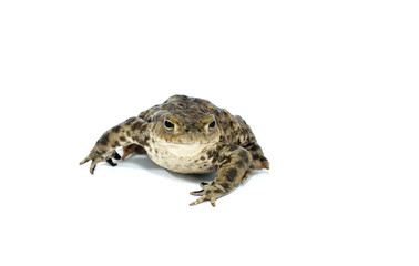 toad