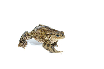 Fototapeta premium toad