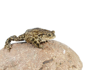 toad