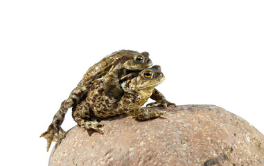 toad