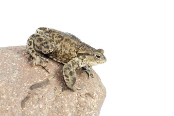 Fototapeta premium toad