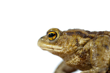 toad
