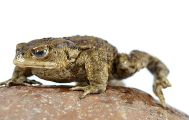 toad