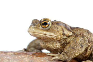 toad