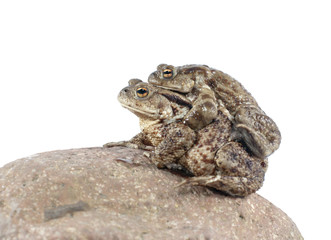 toad