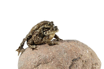 toad