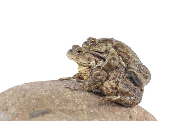 toad