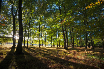 Fototapeta na wymiar Vibrant backlit woodland