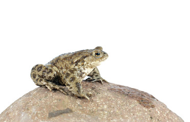 toad