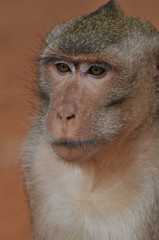 Monkey at Angkor Wat