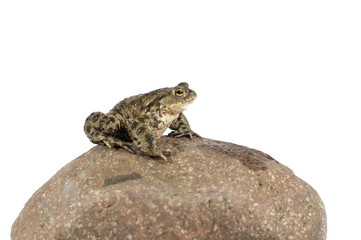 Toad