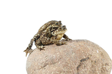 Toad