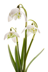 Snowdrop- spring white flower (Galanthus nivalis) - 31216001
