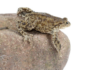 Toad