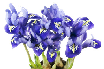 Spring  blue irises grow from bulbs macro © Aleksandr Volkov
