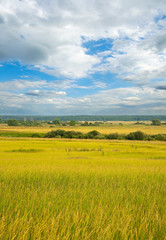 Obraz premium Summer landscape