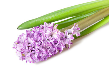Fototapeta premium hyacinth