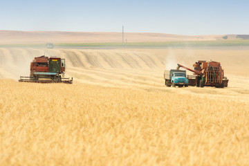 Obraz premium grain harvester combine