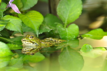geschmiegelter Frosch