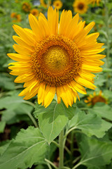 Obraz premium Sun flower