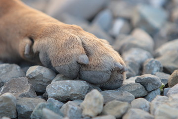 zampe cane pastore tedesco