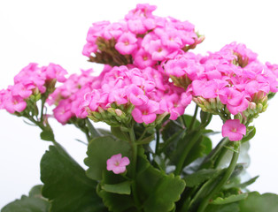 Fototapeta premium Kalanchoe flower