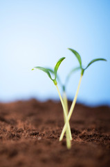 Green seedling illustrating concept of new life