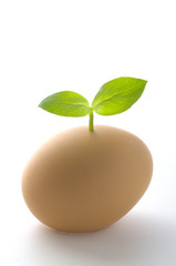 タマゴの芽生え