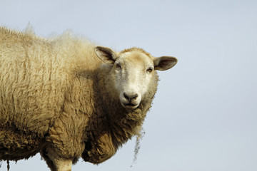 Schaf auf einer Weide