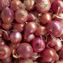 Earth treasures, onions