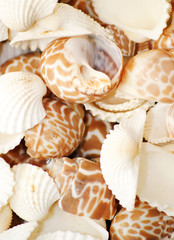 conchar do mar búzios