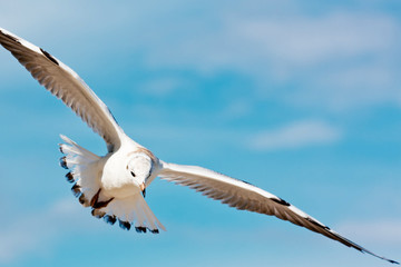 Flying seagull on blue sky