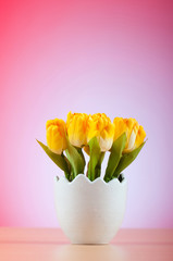 Colorful tulip flowers in the white pot