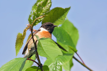 Schwarzkehlchen