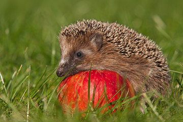 Igel © Alexander Erdbeer
