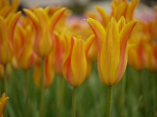 チューリップ