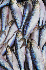 Fresh shad fish in seafood market