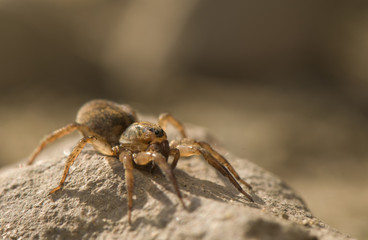 Trochosa