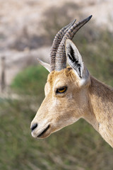 Nubian ibex