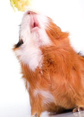 jeune cobaye affamé