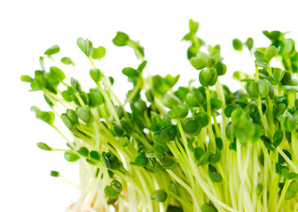 arugula sprouts on a white background