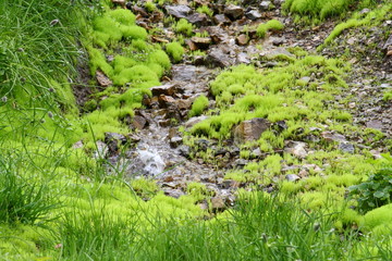 trickle in mosses