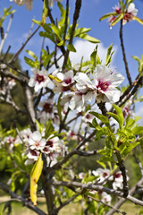 Fiori di mandorlo