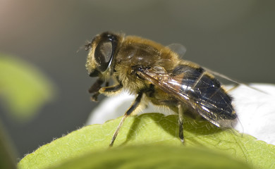 Abeja descansando