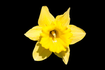 Bright yellow daffodil trumpet isolated on black © Sally Wallis