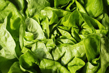 laitue en gros plan