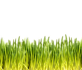 Isolated green grass on white background