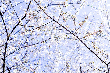 Kirschblüte. Anfang des Frühlings