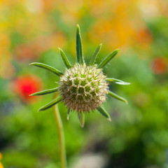 Green Flower