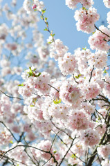 Sakura. Zarte Schönheit